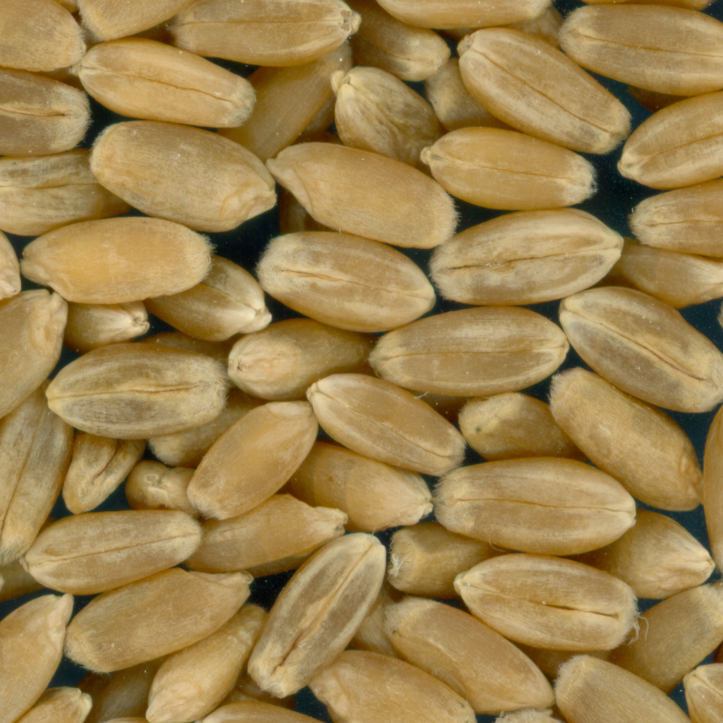 KERNELS